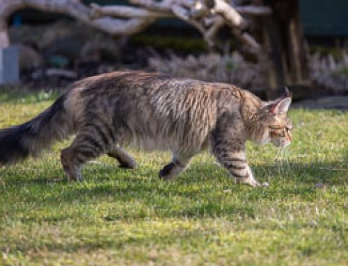 Wolf Girl unterwegs im Garten