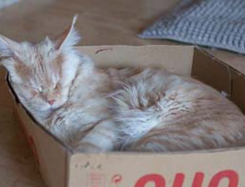 Schachtelkatzen + Auswanderbilder