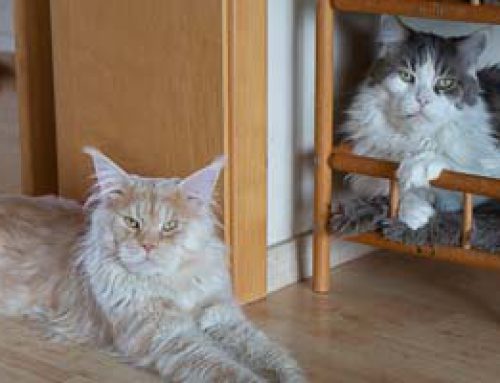 Jacky und Co. + Auswanderer