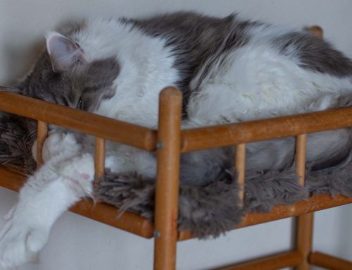 Schlechtes Wetter + Auswanderer
