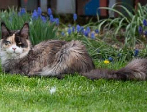 Im Garten