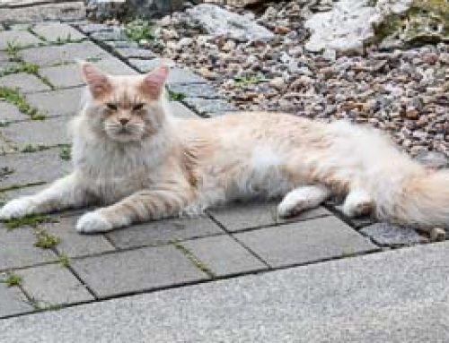 Heute im Garten