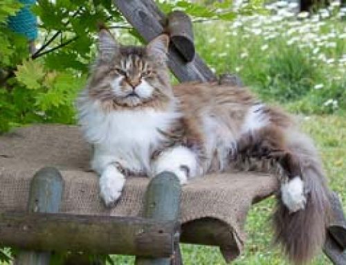Fabio und Hucklberry + Auswanderer