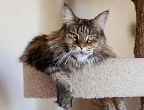 Cecil hat Geburtstag
