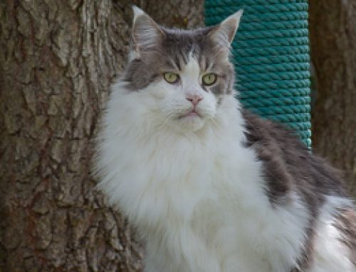 7. Geburtstag von Ricki
