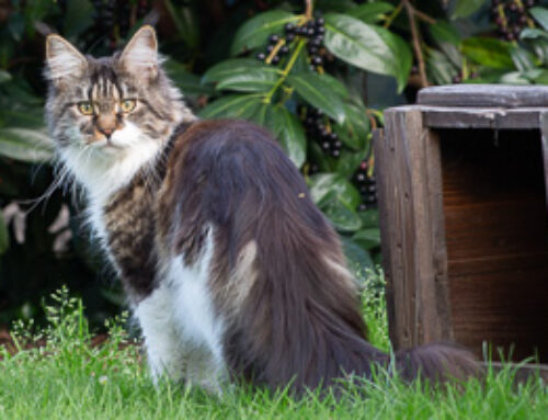Aurora und Miss Abby