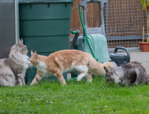 Unterwegs im Garten