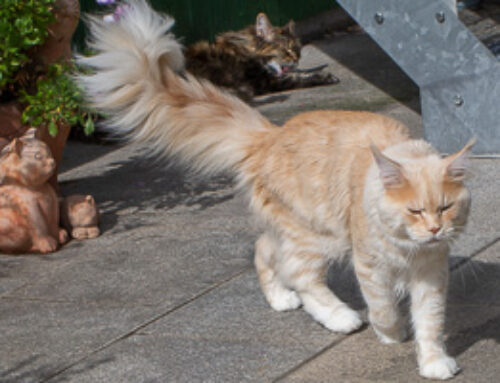 Jacky und Isabella + Auswanderer