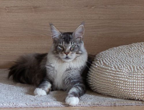 Manny und Babooshka