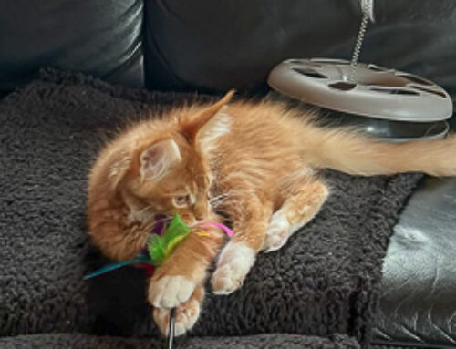 Peppino