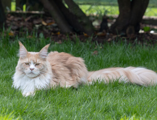 Isabella, Aurora und Babooshka + Auswanderer