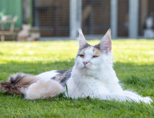 Schnappschüsse im Garten