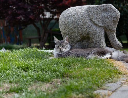 Im Garten + Auswanderer