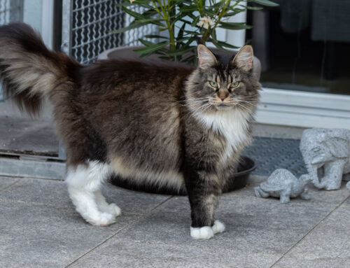 Aurora und Isabella + Auswanderer