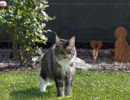 Aurora, Babooska und Bonita + Auswanderer