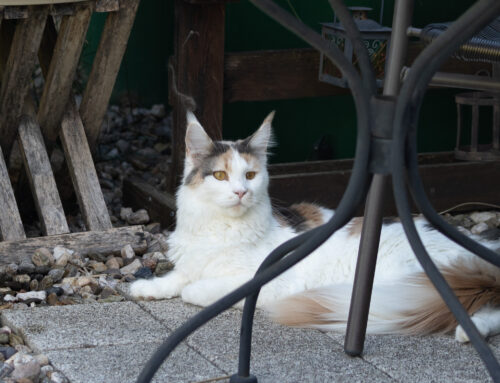 Endlich Gartentime + Auswandererbilder