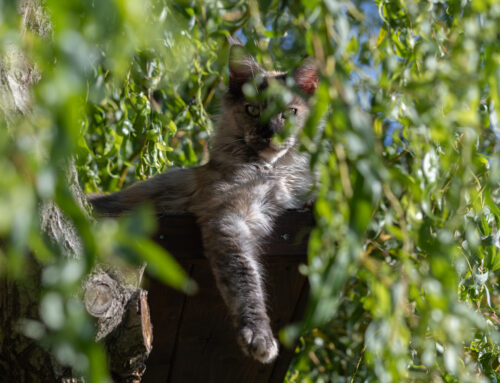 Cecil und Eve in der Morgensonne + Auswanderer