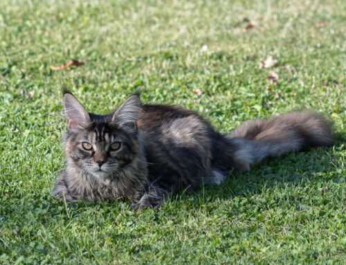 Bonita