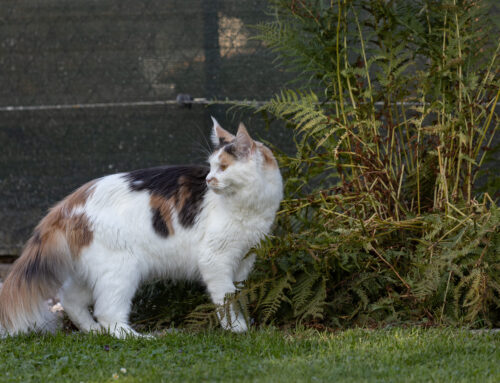 Tamina, Babooshka und Bonita + Auswanderer