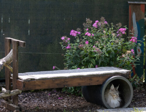 Gartenbilder