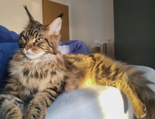 Wilson, Watson und Wanja + Auswanderer