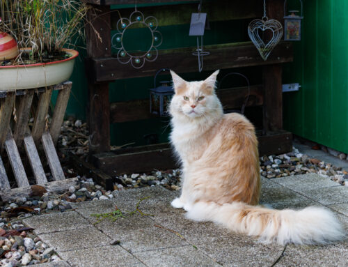 Bilder im Herbstgarten + Auswanderer