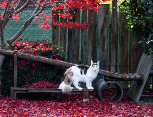 Herbstzeit + Auswanderer