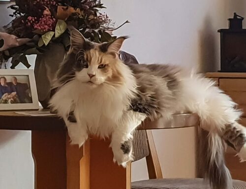 Tamina und Auswanderer