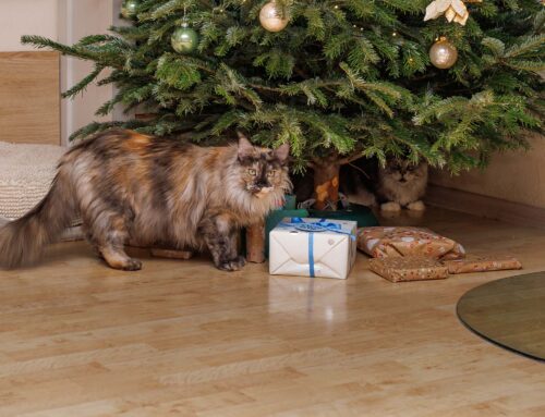 Weihnachts-Katzenfreude