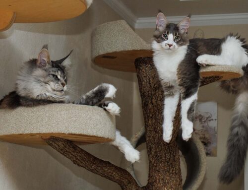 Manny und Wilson + Auswanderer