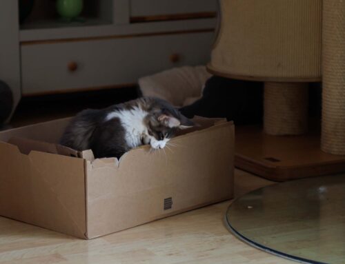 Zahnwechsel bei Wilson