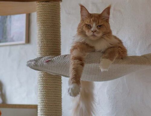 Babooshka + Auswanderer