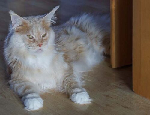 Schnappschüsse + Auswanderer