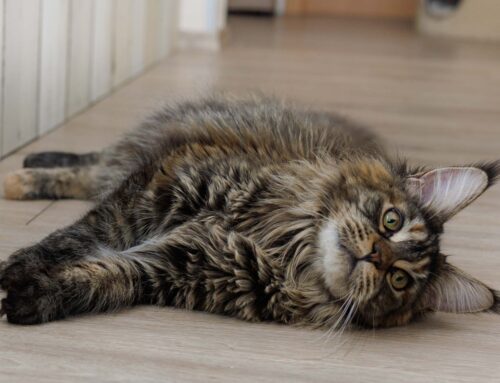 Bonita, Eve + Auswanderer