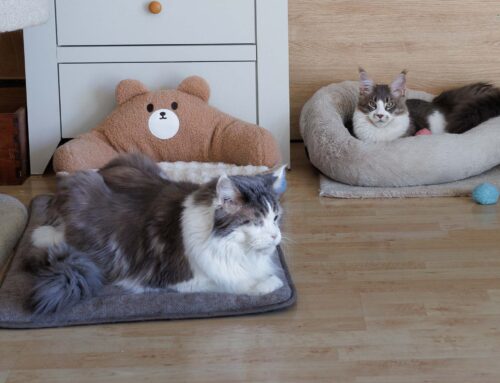 Wilson + Auswanderer