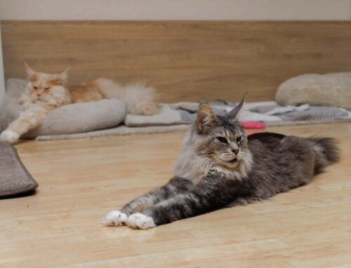 Schnappschüsse + Auswanderer