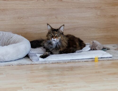 Kratzbaumbelagerung + Auswanderer