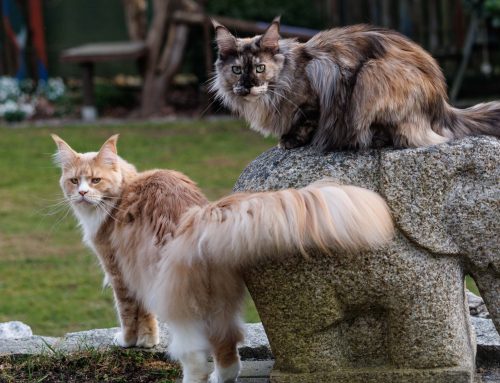 Endlich wieder Garten