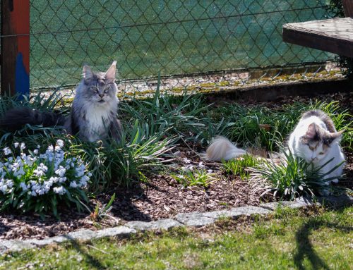 Eve, Manny und Tamina + Auswanderer