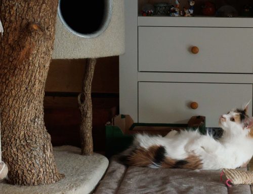 Tamina und Cinderella + Auswanderer