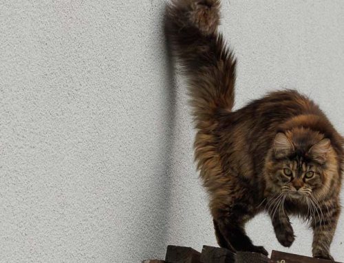 Tamina, Cinderella und Bonita