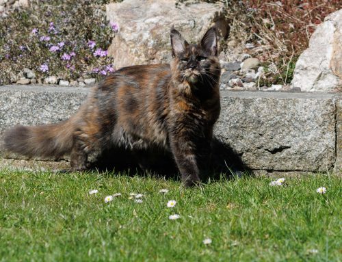 Cinderella + Auswanderer