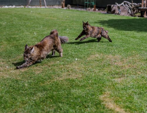 Bonita in Action + Auswanderer