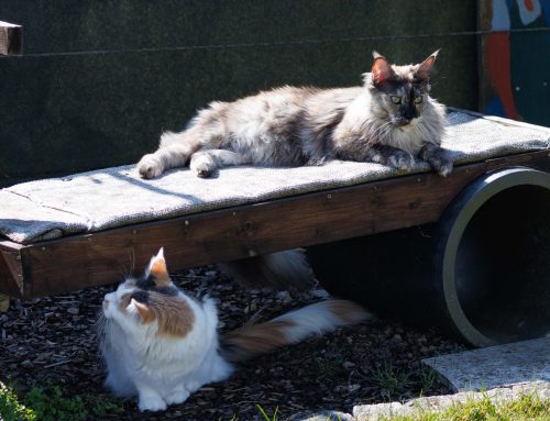 Regenwetter + Auswanderer