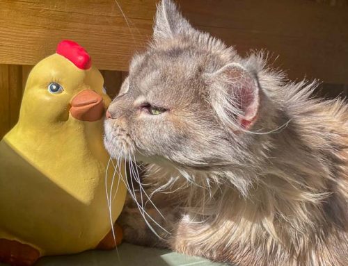 Auswanderer-Osterbilder