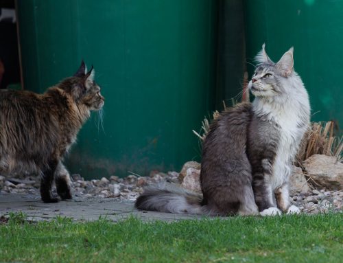 Bilderset im Garten Teil 2