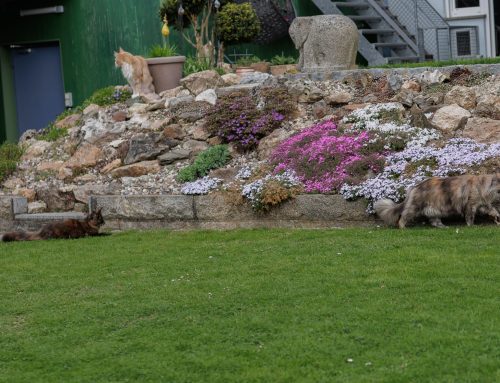 Bilderset im Garten
