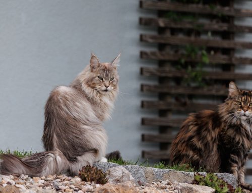 Isabella und Cecil