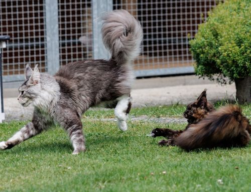 Bewegung im Garten