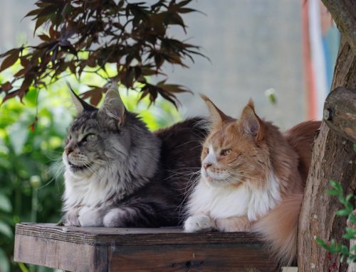 Babooshka und Manny